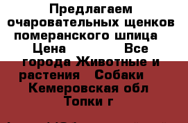 Предлагаем очаровательных щенков померанского шпица › Цена ­ 15 000 - Все города Животные и растения » Собаки   . Кемеровская обл.,Топки г.